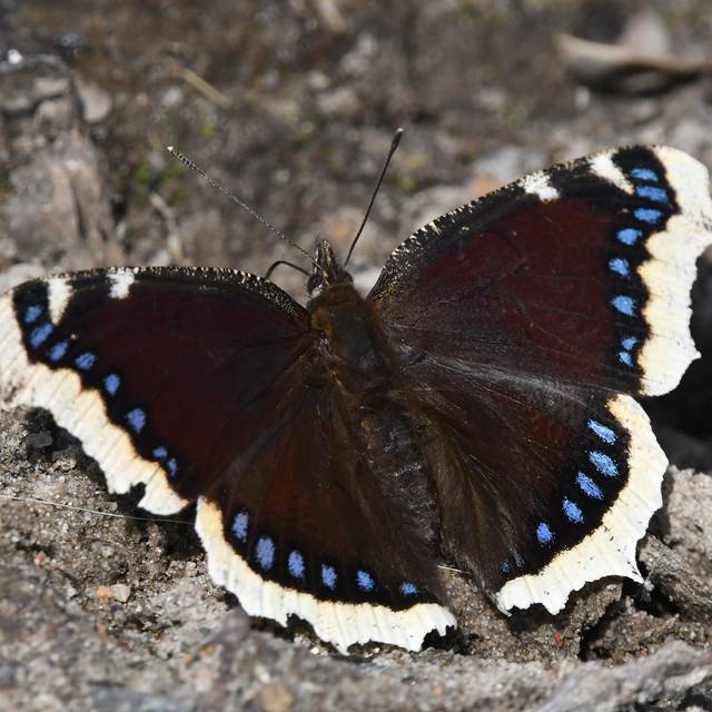 Schmetterling