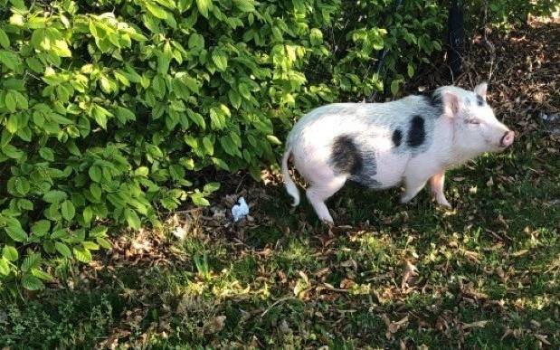 Schwein