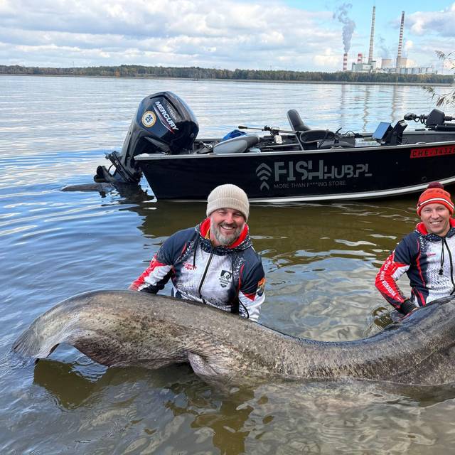 Riesiger Wels in Polen gefangen