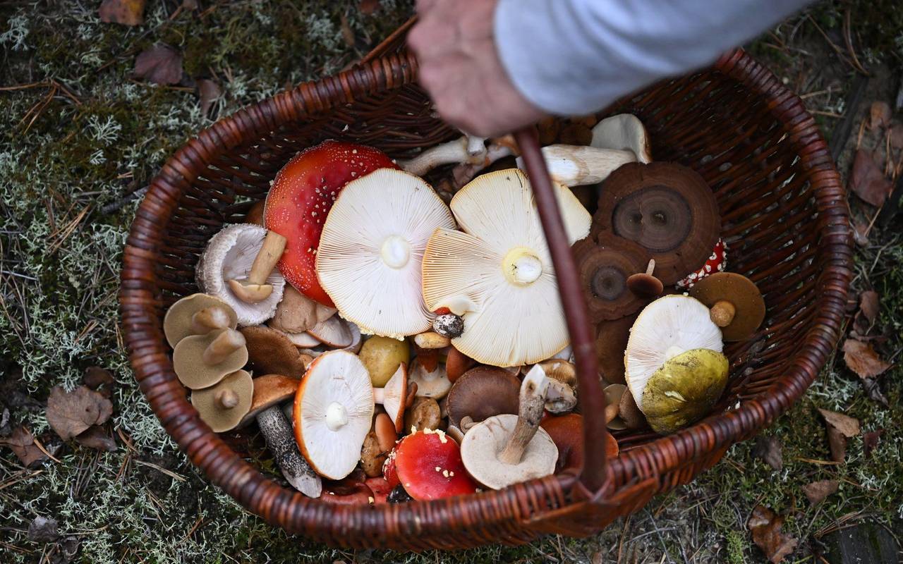 Mit einem Pilz-Influencer in den Pilzen