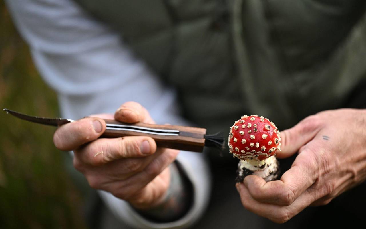 Mit einem Pilz-Influencer in den Pilzen