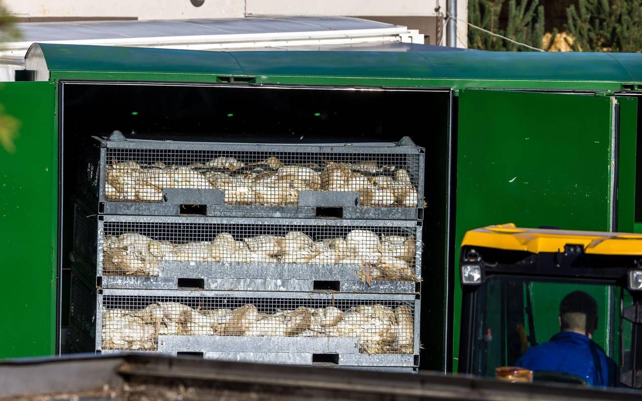 Vogelgrippe - Neuhardenberg