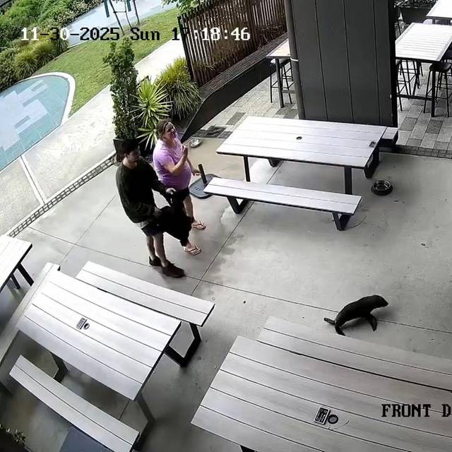 Robbenbaby in einer Bar in Neuseeland