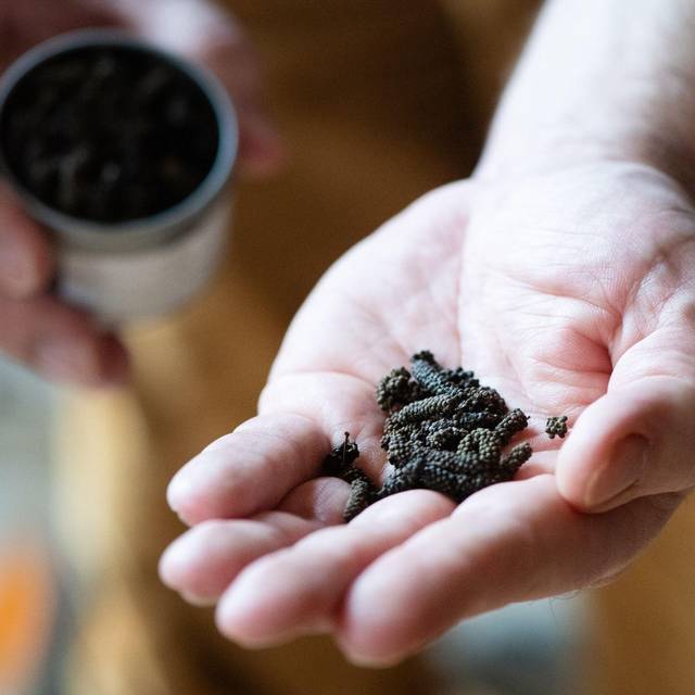 Mann hält Schokoladenpfeffer in der Hand