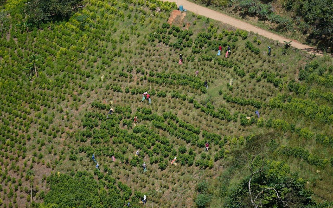 Kokain aus Kolumbien