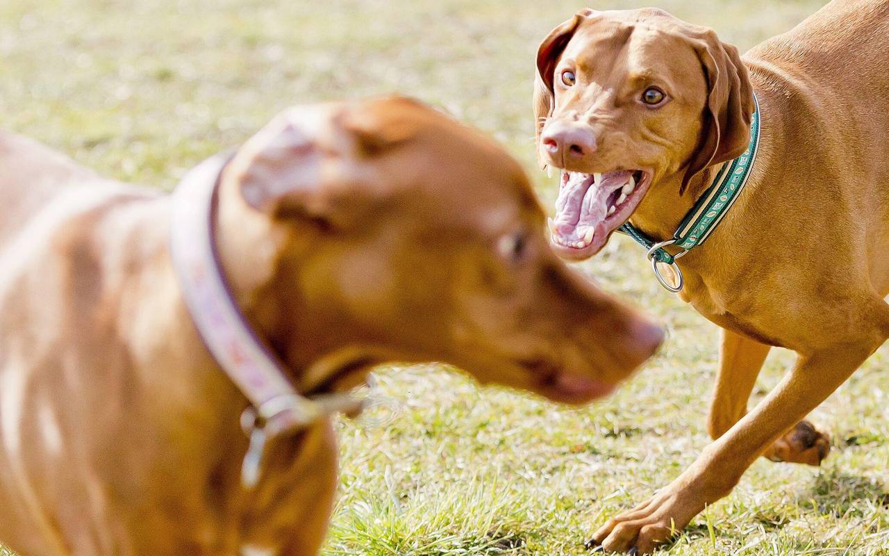 Zwei Hunde sind im Konflikt miteinander