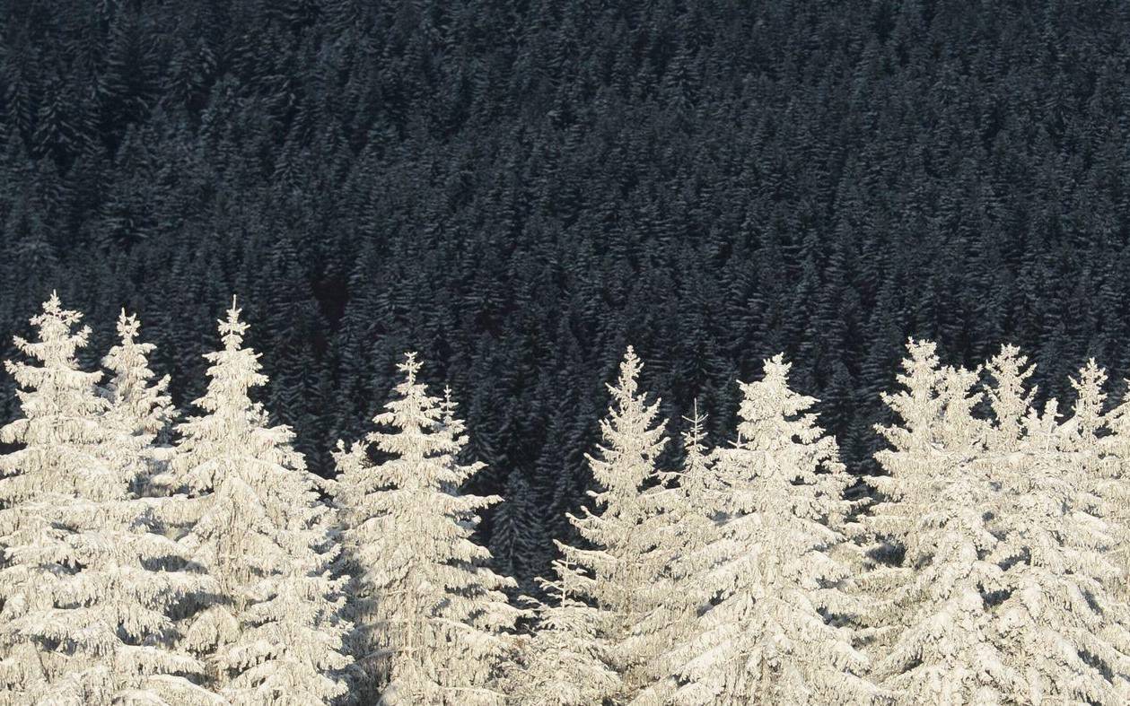 Spitzen verschneiter Nadelbäume strahlen in der Abendsonne