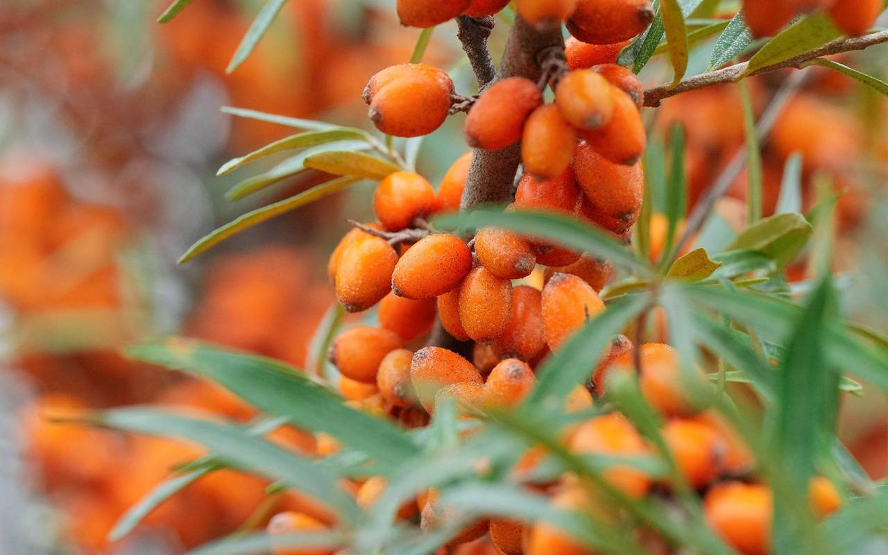 Sanddorn-Beeren