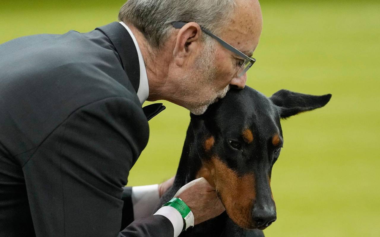 Hundeausstellung Westminster Kennel Club Dog Show in USA