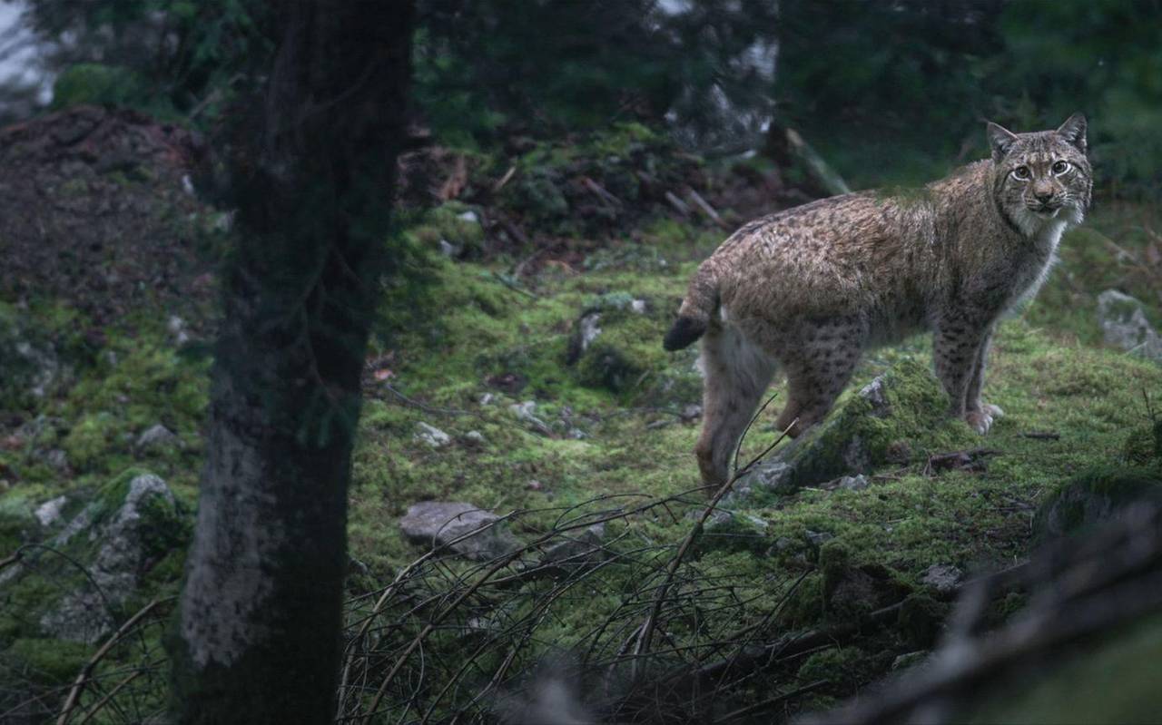 Kinostart - «Das Flüstern der Wälder»