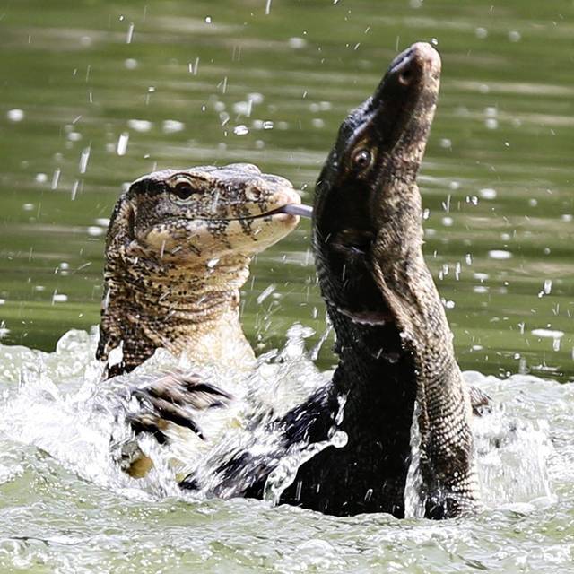 Bindenwarane in Bangkok