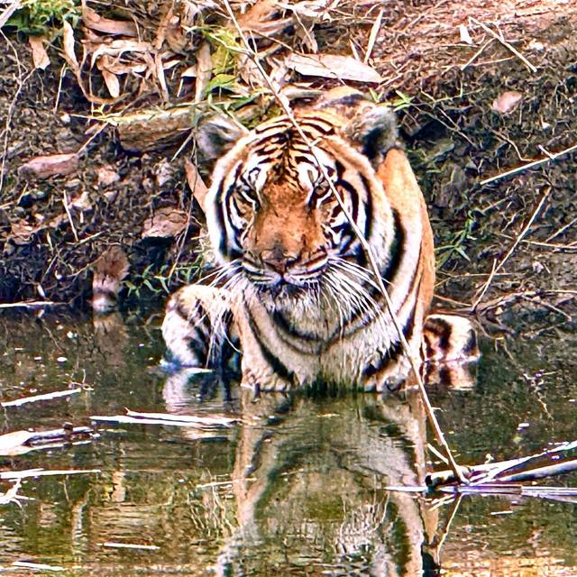 72 Tiger in Thailand verendet