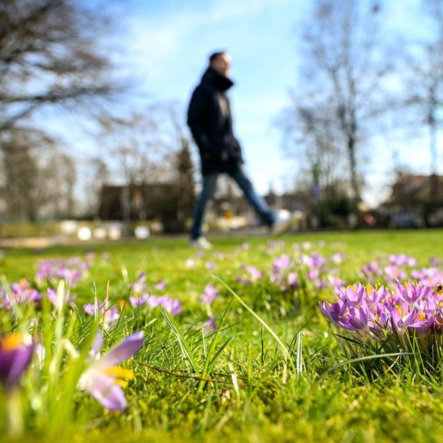 Ein Spaziergänger geht im Frühling über eine Wiese mit Krokussen