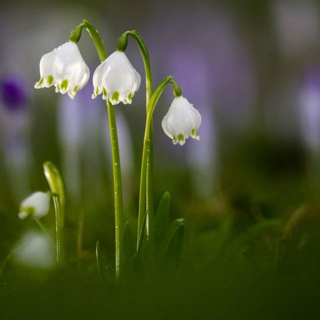 Frühling in Baden-Württemberg