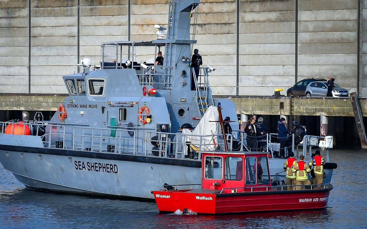 Ein Wal im Wismarer Hafen