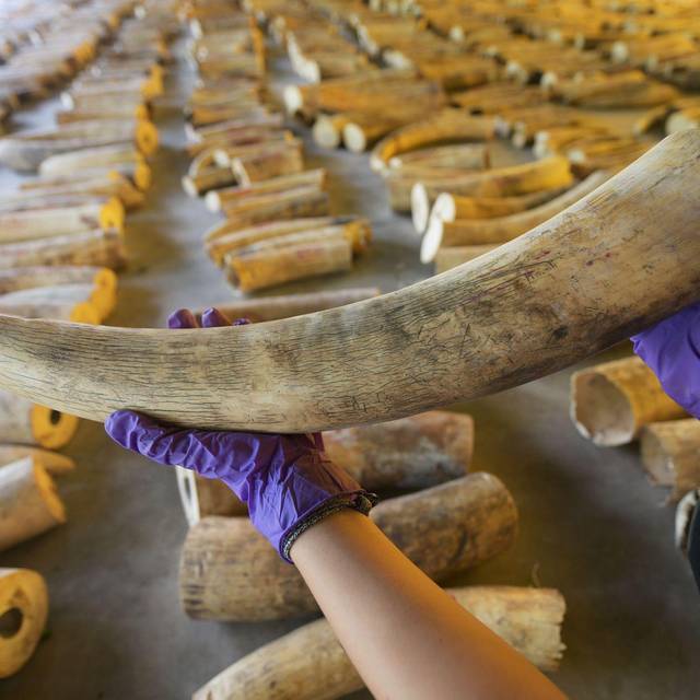 Elefanten-Wilderer auf Sumatra festgenommen