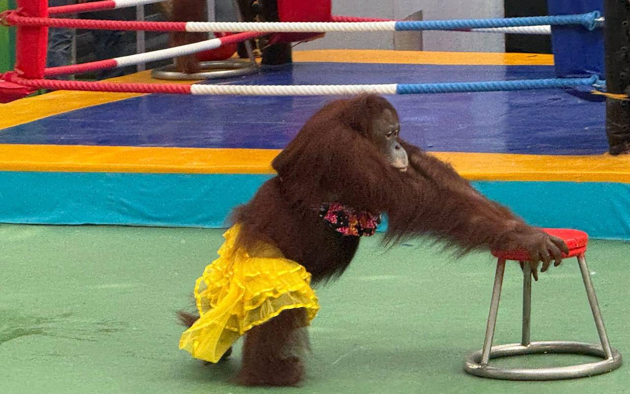 Orang-Utans als Touristenattraktion in Thailand