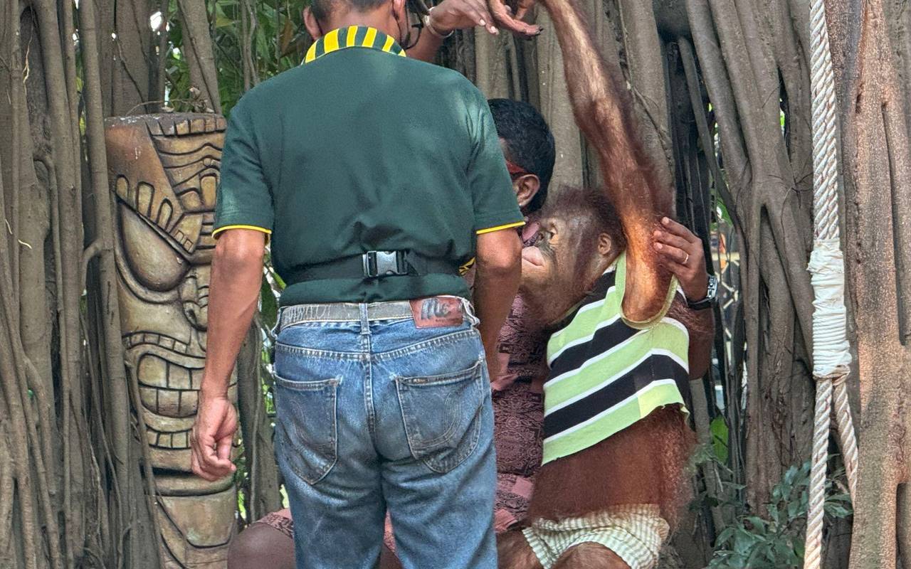Orang-Utans als Touristenattraktion in Thailand