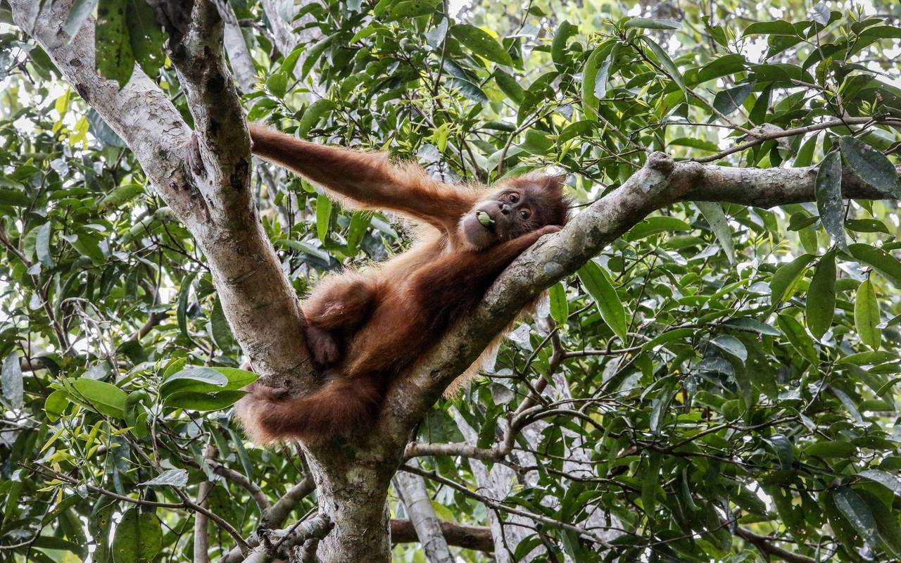 IPBES-Weltbericht: Menschheit tilgt die Natur von der Erde