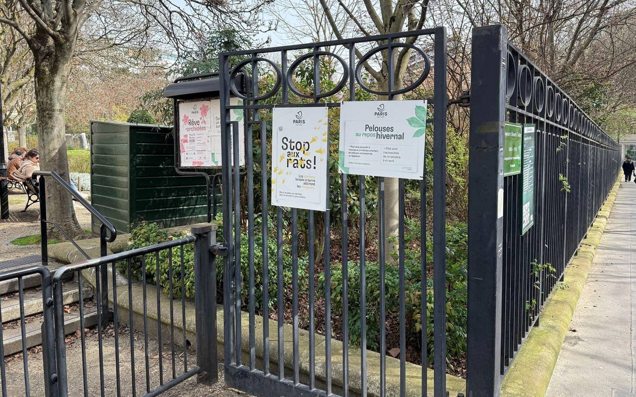 Wahlkampf in Paris - Millionen Ratten sorgen für Streit