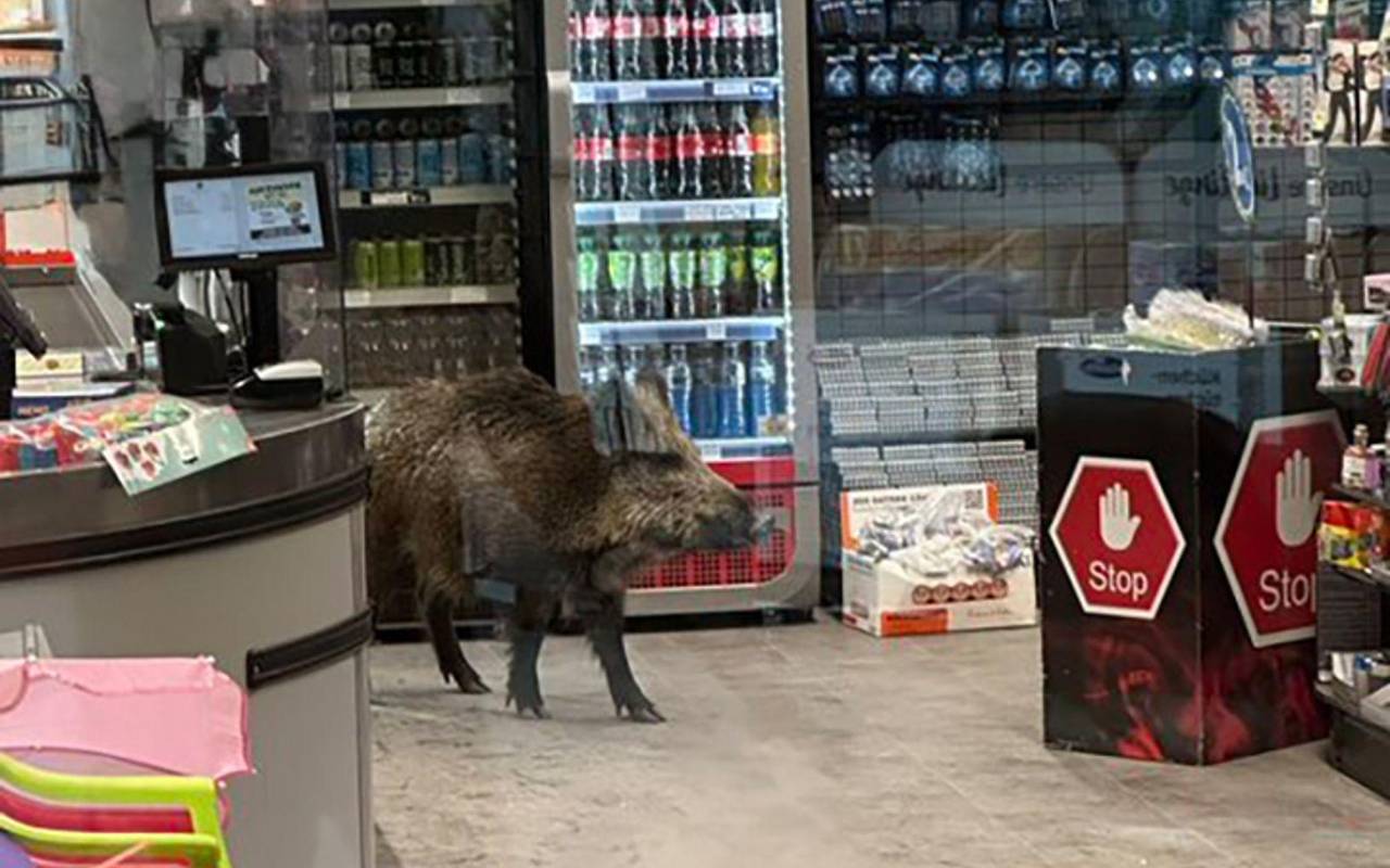 Wildschwein in Einkaufszentrum in Berlin-Köpenick