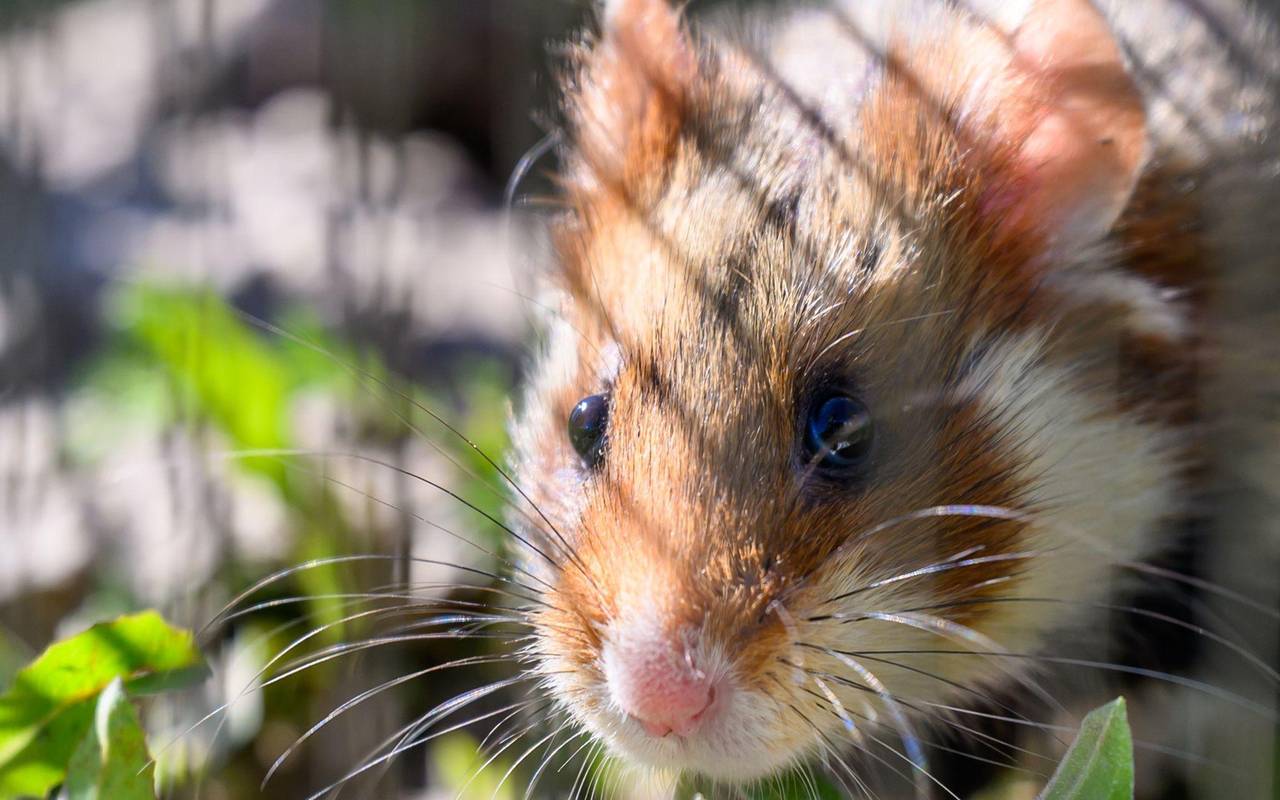 Ein Hamster sitzt auf einem Feld.