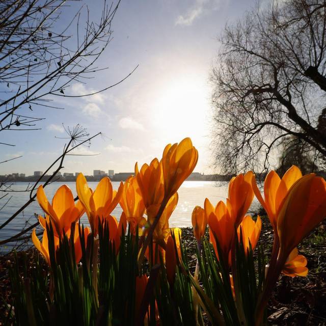 Frühling an der Alster