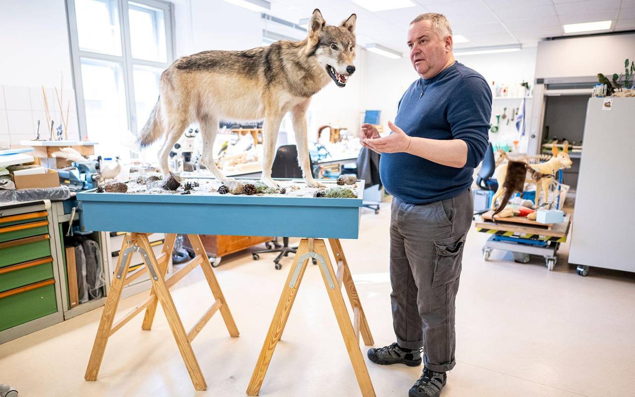 Was macht ein Präparator mit einem totem Wolf