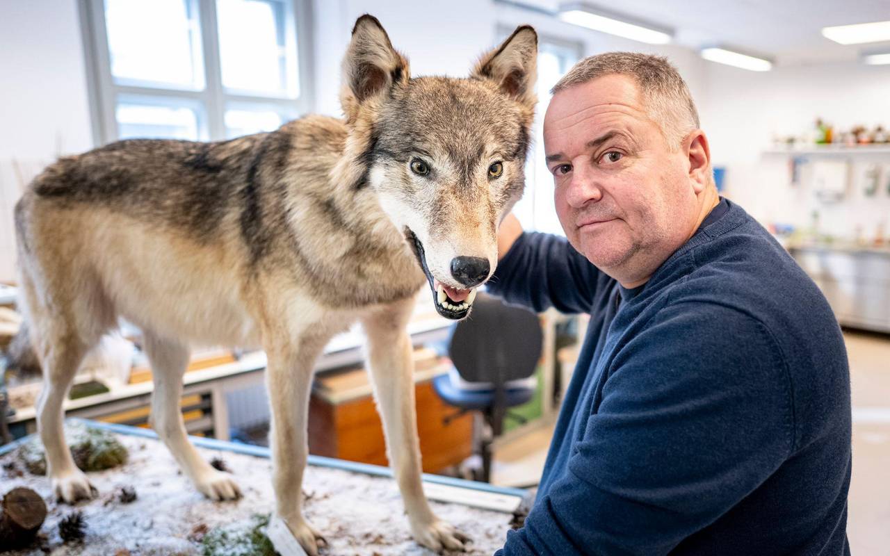Was macht ein Präparator mit einem totem Wolf
