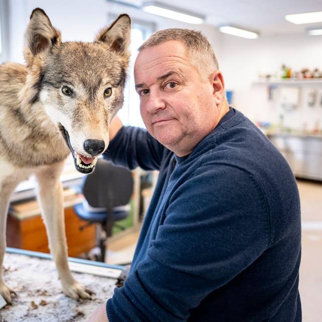 Was macht ein Präparator mit einem totem Wolf