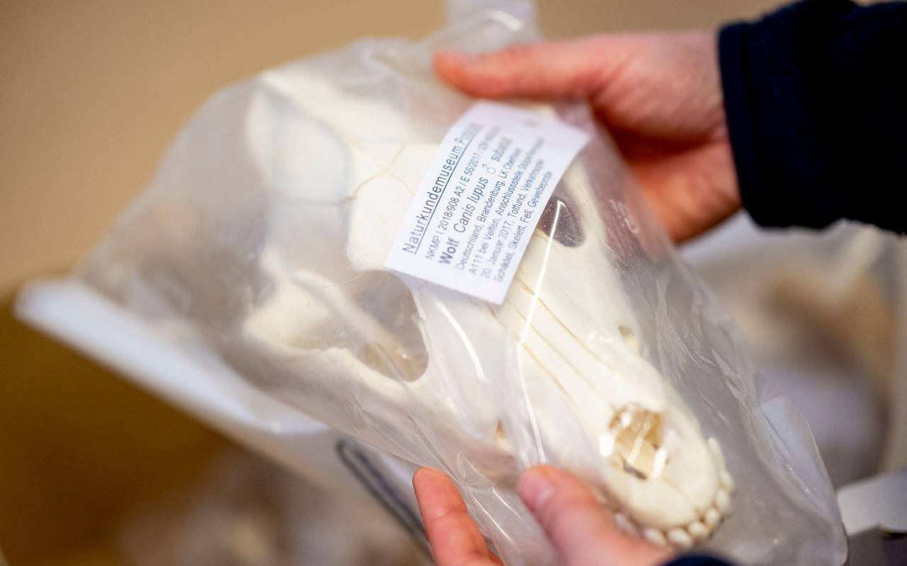 Was macht ein Präparator mit einem totem Wolf
