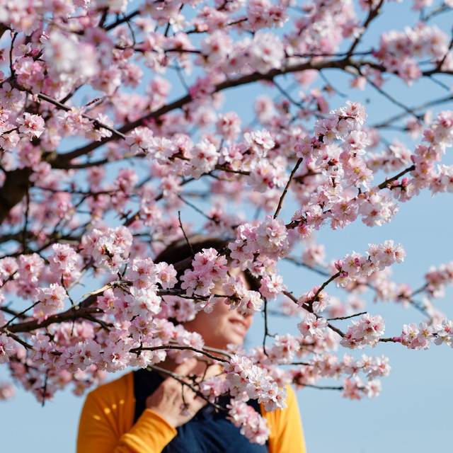 Eine Frau steht zwischen Blüten eines Mandelbaums