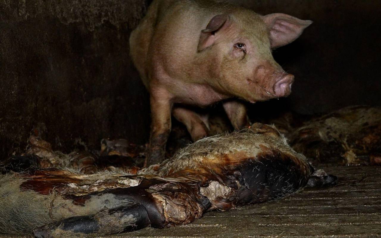 Grausige Zustände in einem spanischen Schweinemastbetrieb