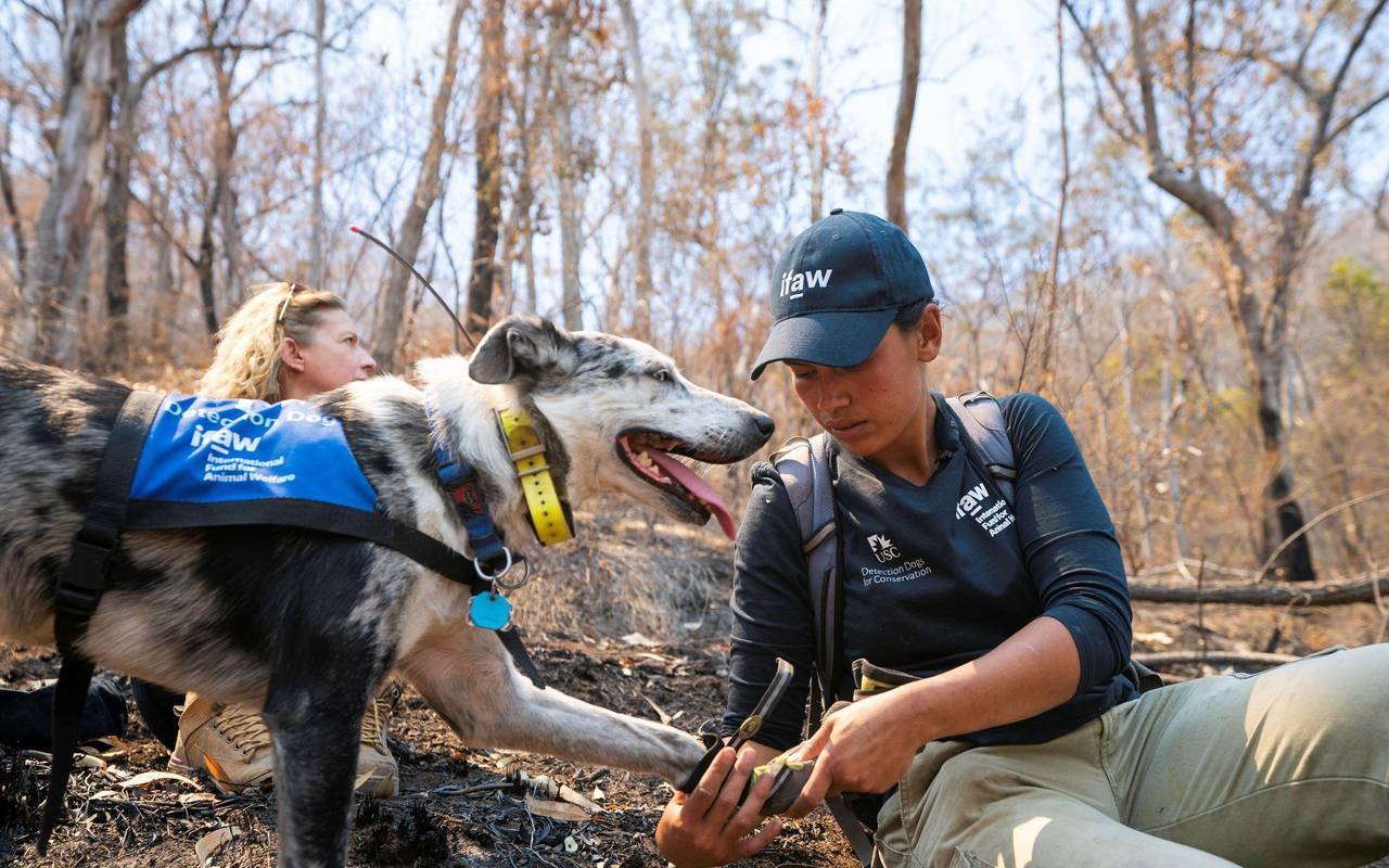 Koala-Spürhund Bear