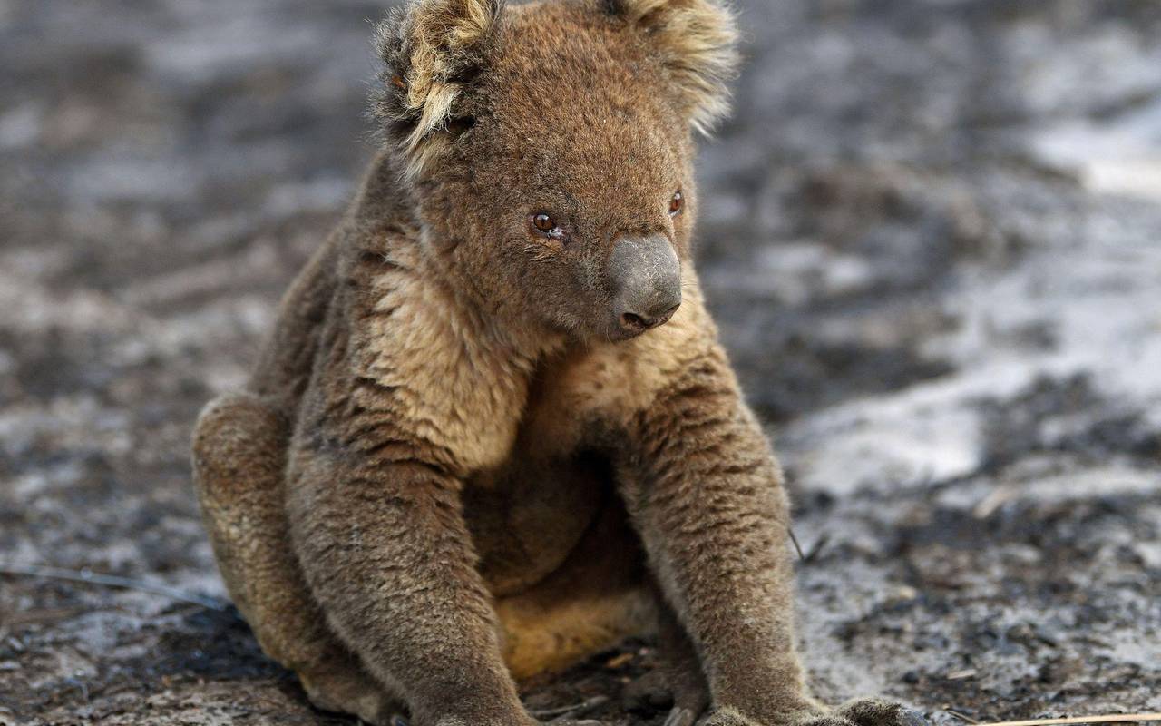 Verletzte Koalas bei Buschbränden