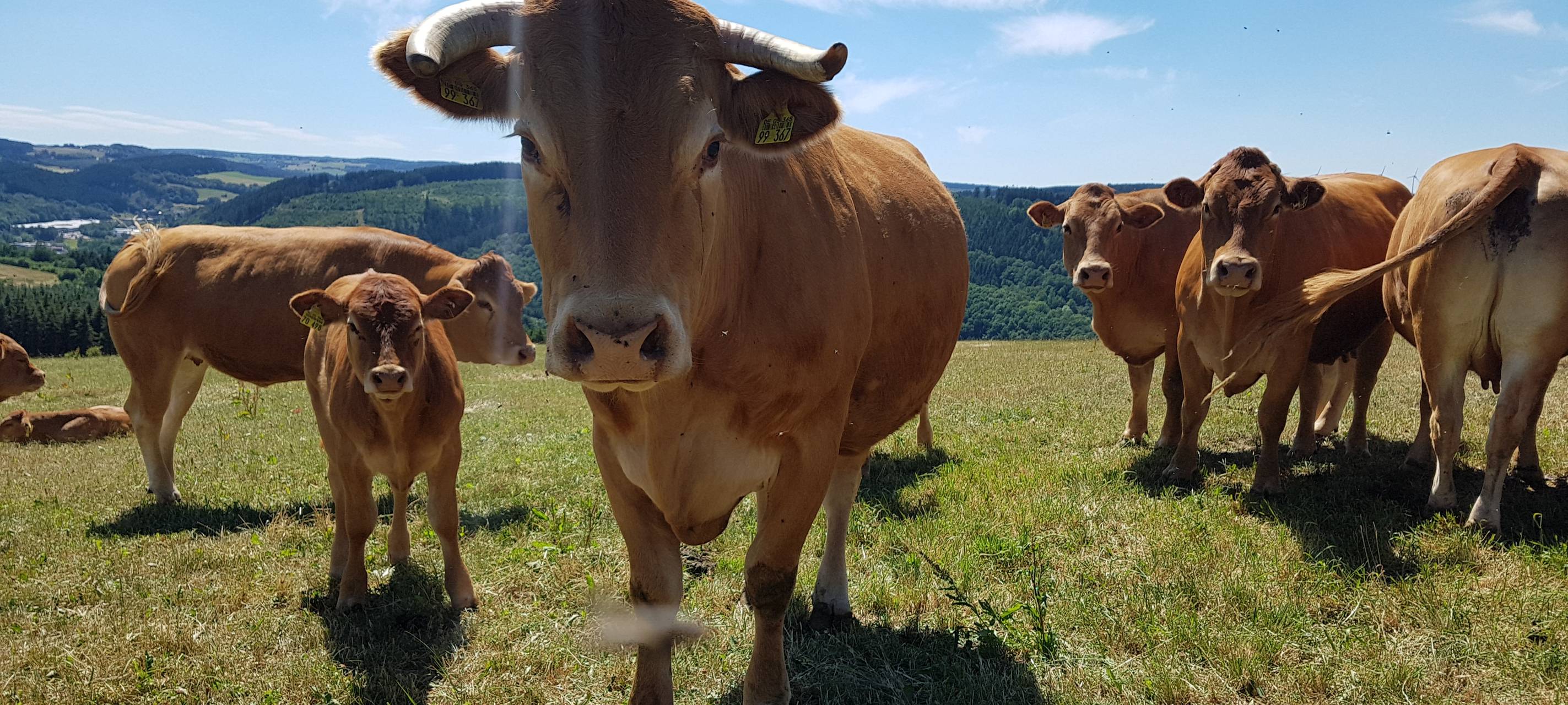 Nicht alle freuen sich über den Wolf