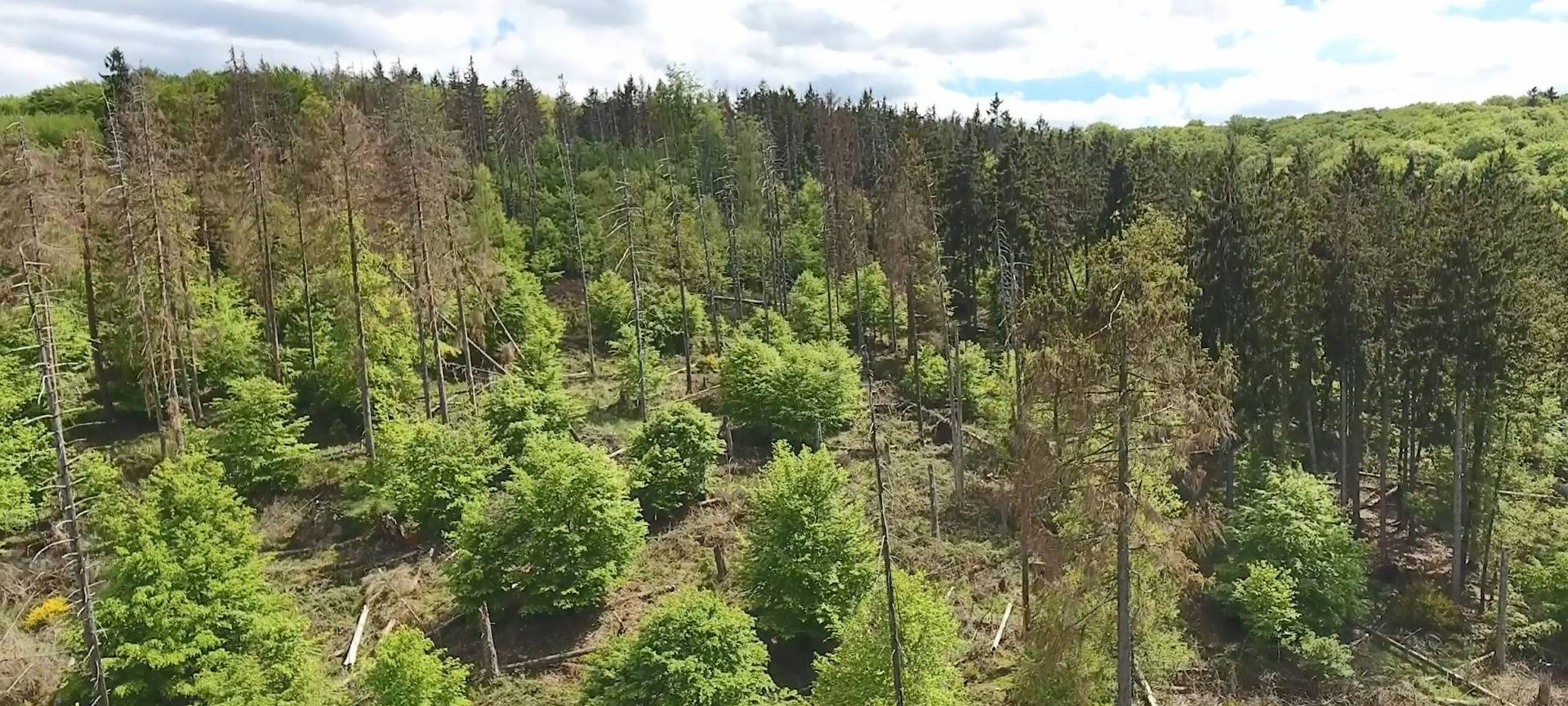 Waldzustand hat sich erneut verschlechtert
