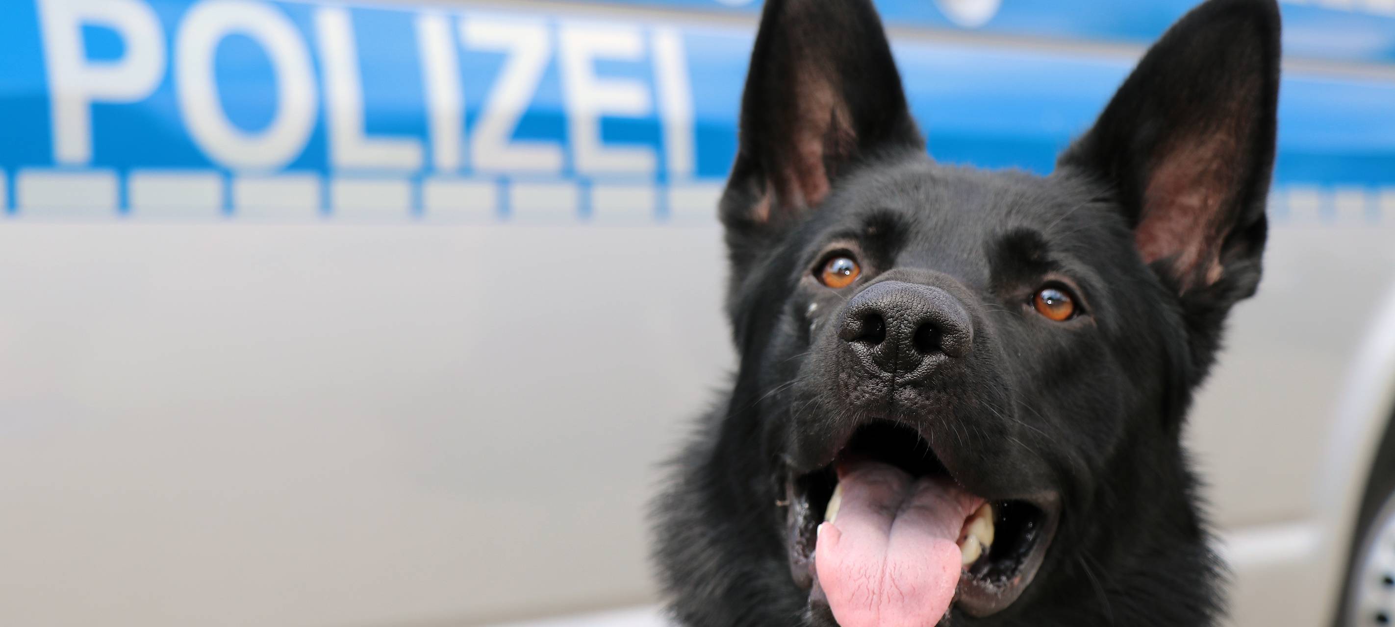 Polizeihündin Ulla macht großen Drogenfund
