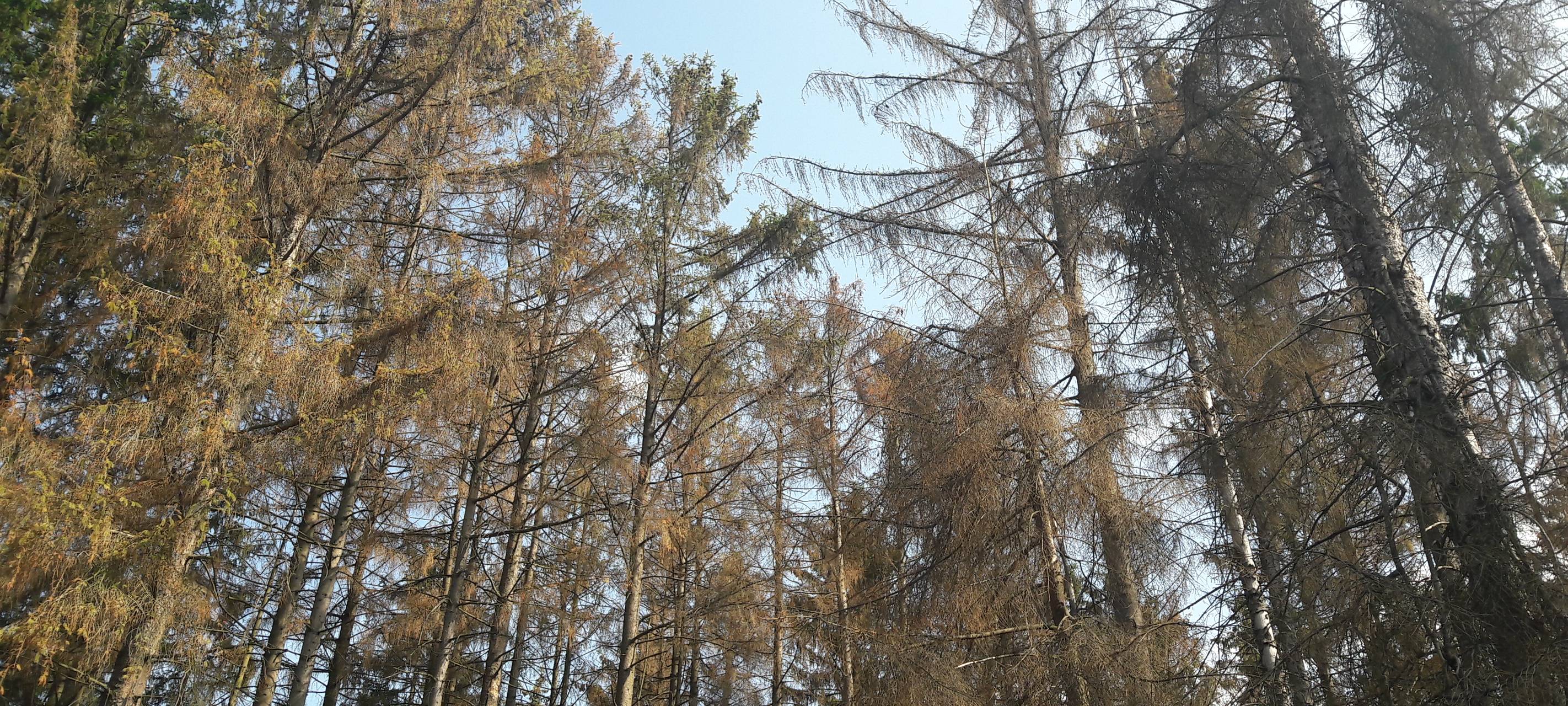 Outdoor-Sport im Kammerwald geplant