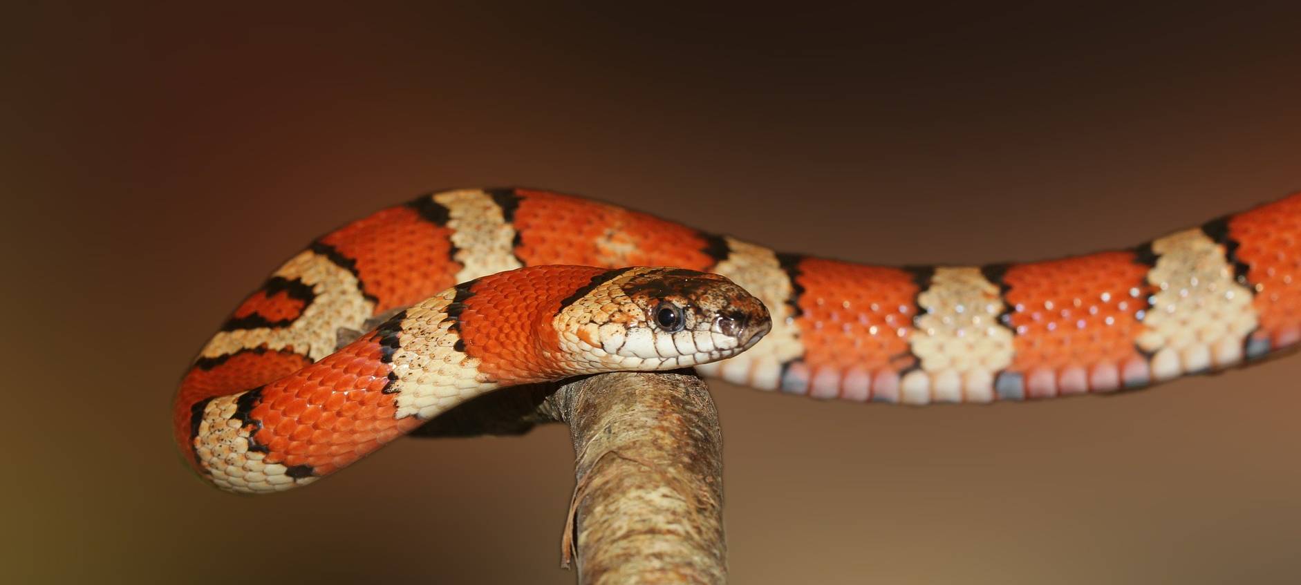 Exotische Tiere im Kreis Euskirchen