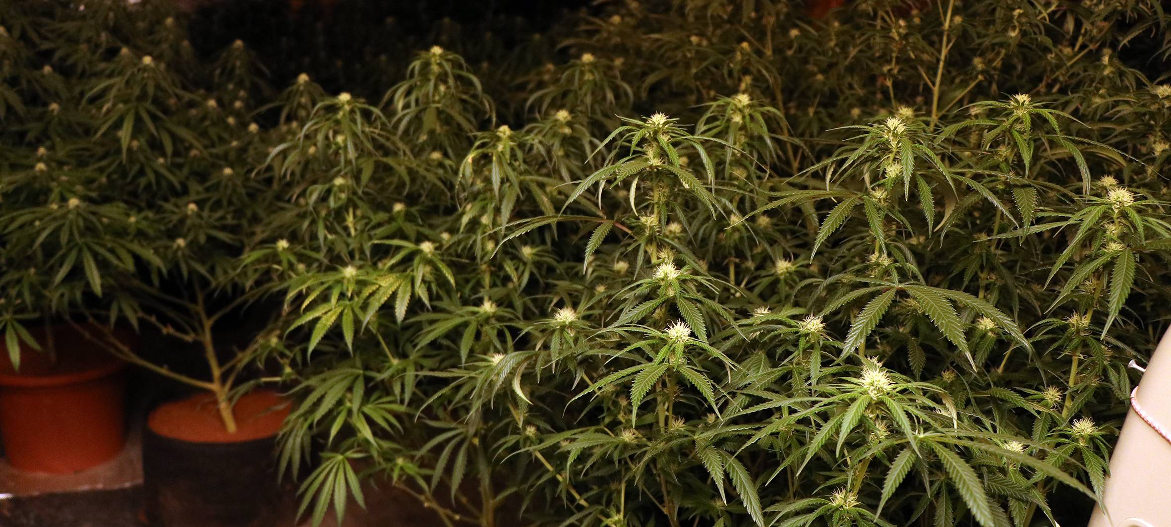 Marihuana-Plantage in Blankenheim ausgehoben