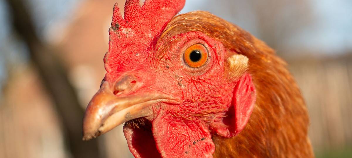 Frist zur Anmeldung von Nutztieren