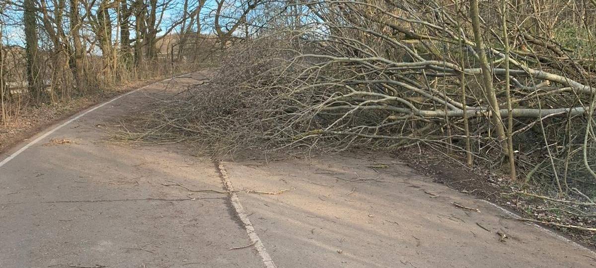 Sturmeinsätze wegen umgestürzter Bäume