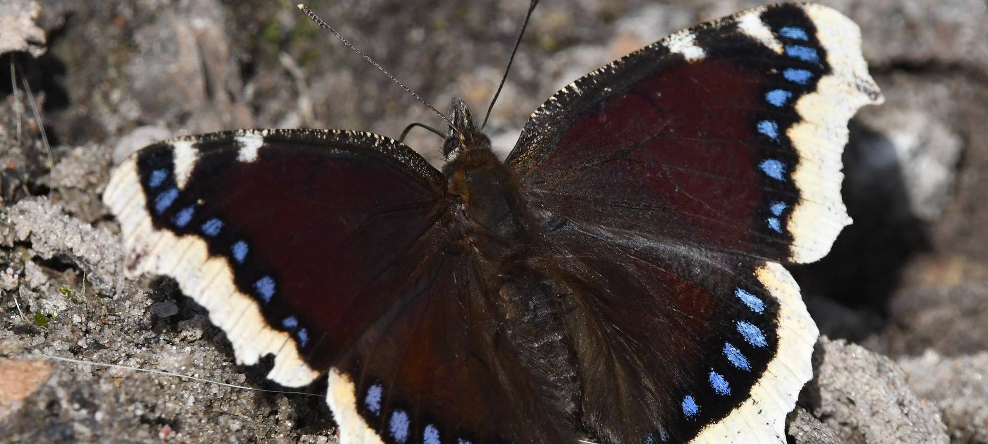 Schmetterling