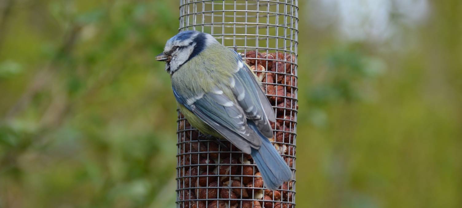 Krankheit gefährdet Blaumeisen im Kreis Euskirchen