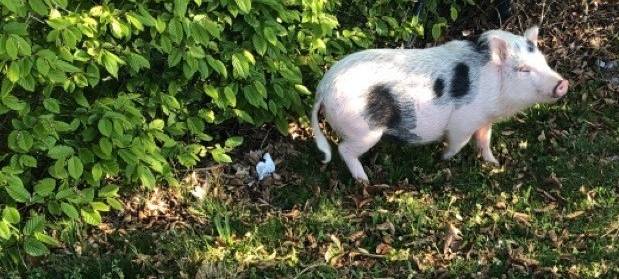 Schwein
