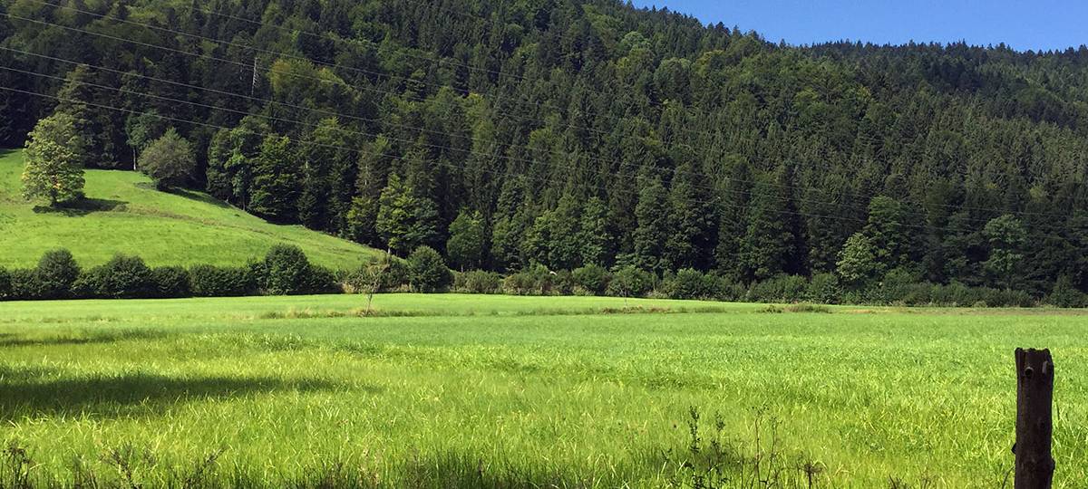 Projekt für mehr Artenvielfalt in der Eifel