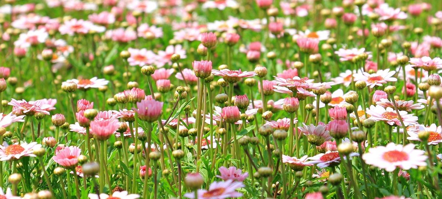 Mehr Naturschutz an Zülpicher Schulen