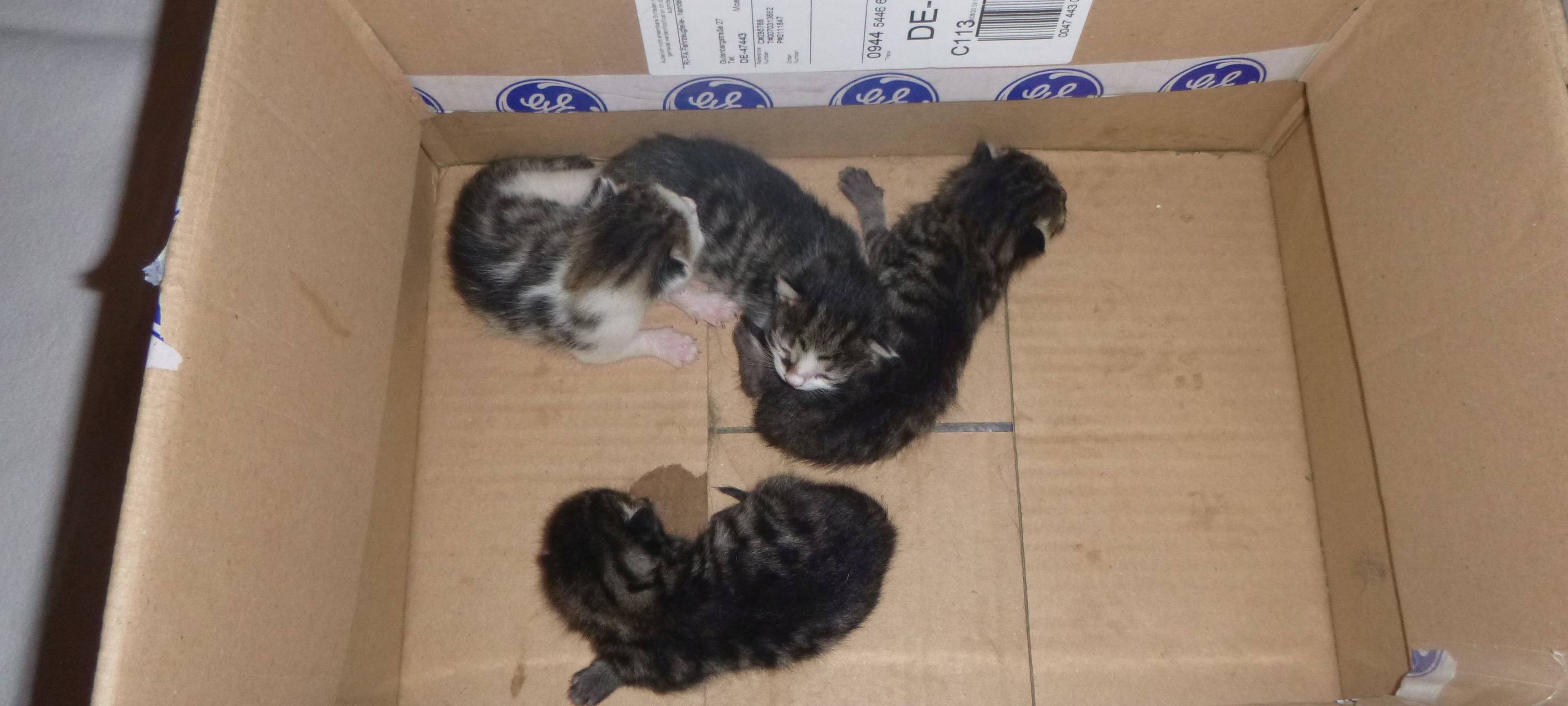 Katzen aus Altpapiercontainer in Blankenheim gerettet