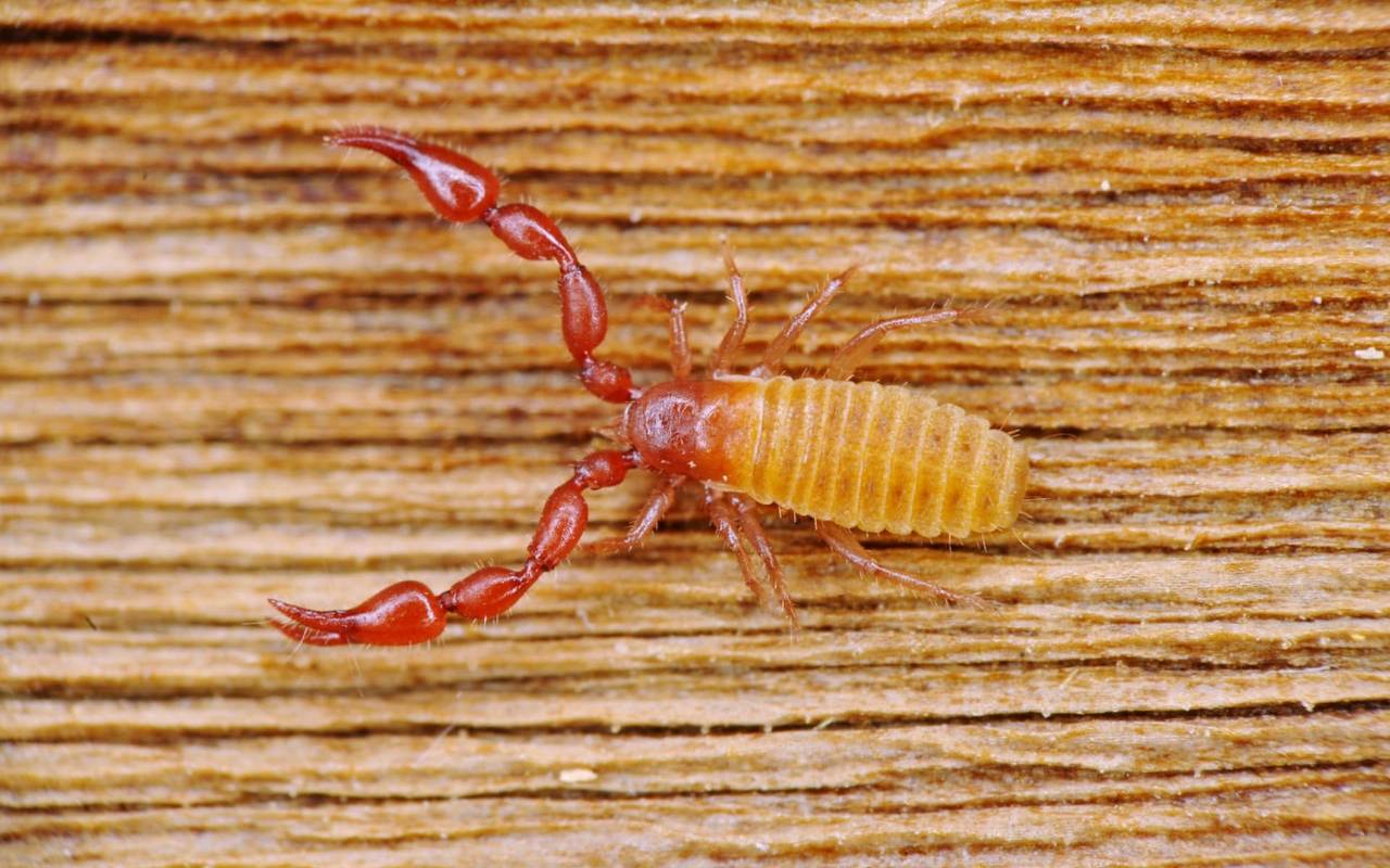 Sensationsfund für den Nationalpark Eifel Radio Euskirchen